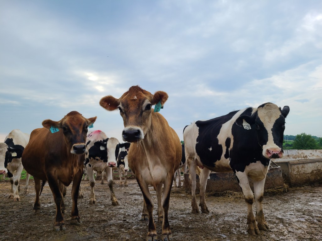10 Things a Dairy Farmer Wants People to Know About&nbsp;Dairy